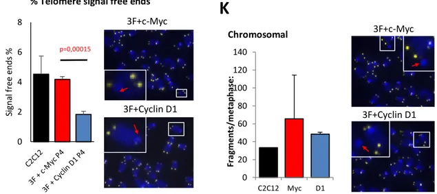 Figure  1.  Cyclin  D1  replaces  c-Myc  to  reprogram  mouse  cells  with  reduced  Sirt1  cell  stress  response and increased genetic instability