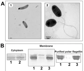 Figure 10. A/Electron microscopy of whole cells from A. hydrophila AH-3:WecX mutant (1) and the mutant  complement-ed with pBAD-WecX (2) staincomplement-ed according to Experimental Procedures