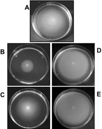 Figure 1. Motility phkenotypes exhibited in swim (0.25%) agar by A. hydrophila AH-3 (A), AH-2767 gne mutant (B), AH-3DWecP mutant (C), AH-2767+ pACYC-Gne (D), and AH-3DWecP  pBAD-WecP (E).