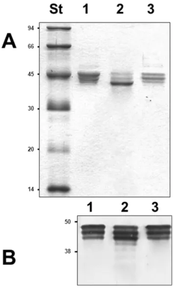Figure 2. Purified polar flagellins from several A. hydrophila strains obtained according to Materials and Methods