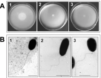 Figure 8. Purified polar flagellins from several A. hydrophila strains obtained according to Materials and Methods
