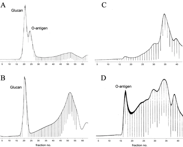 Figure 2. Sephadex G-50 gel permeation chromatography elution profiles of the water soluble (carbohydrate) material isolated by mild acid degradation of the LPS preparations from A