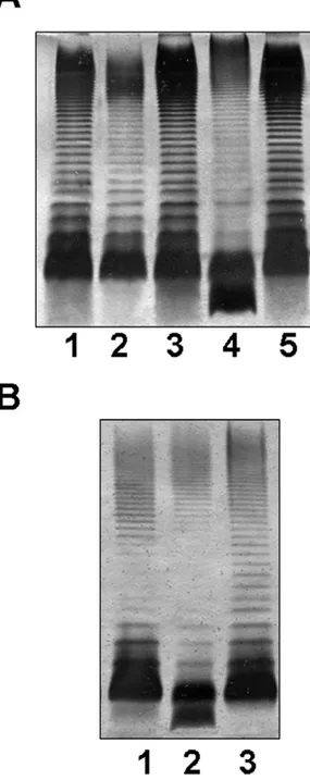 Figure 4. LPS of wild type strain and glgA and C mutants. (A) Silver-stained SDS-PAGE of the LPS from A