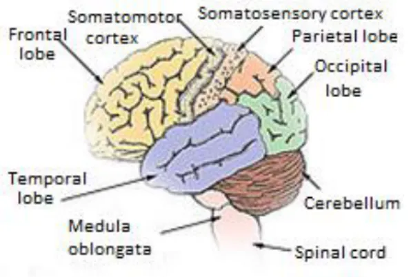 Figure 1.1.1. Cerebrum and its lobes. (Proprioception a , 2007); quality of picture adapted by  author
