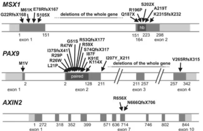 Fig.	 2,3	 i	 4:	 Estructura	 genòmica	 i	 defectes	 genètics	 coneguts	 en	 MSX1,	 PAX9	 i	 AXIN 1 .	 Els	 números	que	apareixen	a	la	part	inferior	dels	esquemes,	indiquen	la	posició	dels	aminoàcids.	Els	 codis	estàndard	dels	aminoàcids	s’utilitzen	en	la	