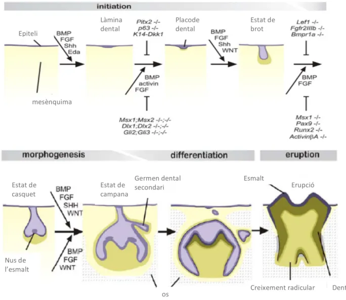 Fig	 1	 Resum	 del	 desenvolupament	 dental	 i	 regulació	 molecular	 essencial.	 Les	 senyals	 procedents	 de	 l’epiteli	es	mostren	a	sobre	i	les	senyals	procedents	del	mesènquima	a	sota	de	l’esquema.		