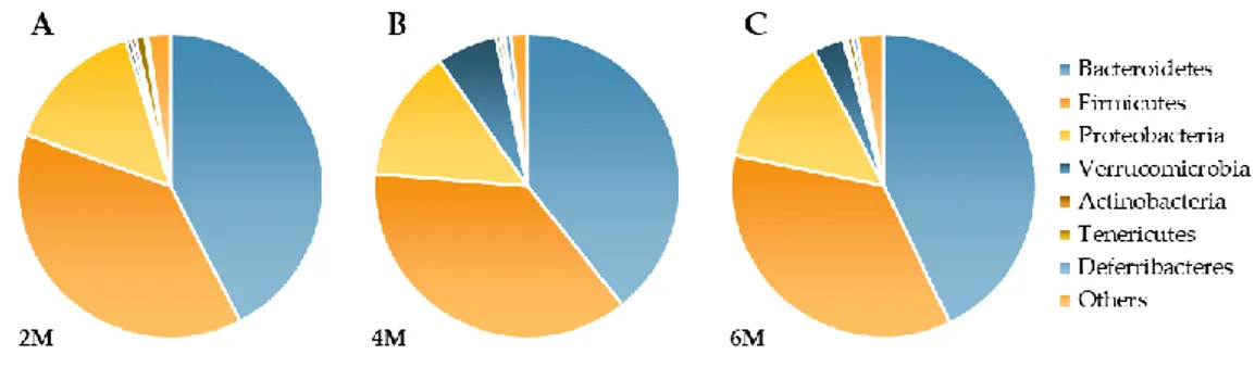 Figure 2. Effects of aging on fecal bacterial composition (Phylum level) at 2M (A), 4M (B) and 6M (C)