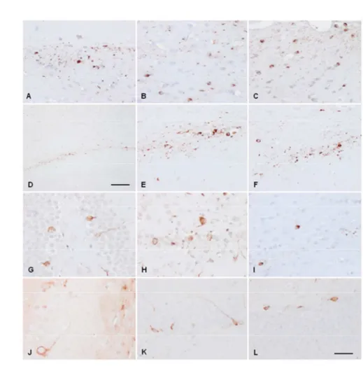 Figure 9: Hyper-phosphorylated tau containing cells following intra-hippocampal inoculation of sarkosyl- sarkosyl-insoluble fractions from ARTAG cases to WT mice