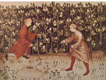 Fig. 8: Cultivo de vicia faba. Miniatura de Tacuinum Sanitatis copia en Viena, S. XIV-XV