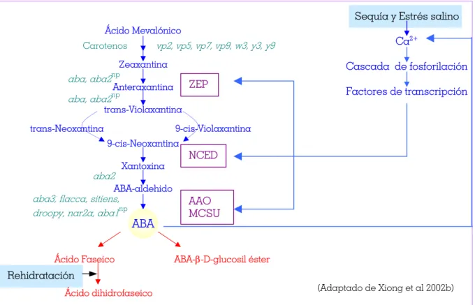 Figura b.  Vías metabólicas del ABA en plantas. En azul se indica la biosíntesis y en rojo el catabolismo