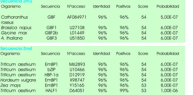 Tabla I  Tabla I.  Comparación de las secuencias obtenidas en el PCR con otras proteínas de la familia bZIP