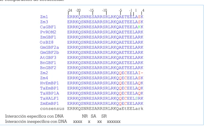 Figura 2.  Comparación de los dominios básicos de Zm1-4 con otros de otras proteínas conocidas de la familia de las bZIP