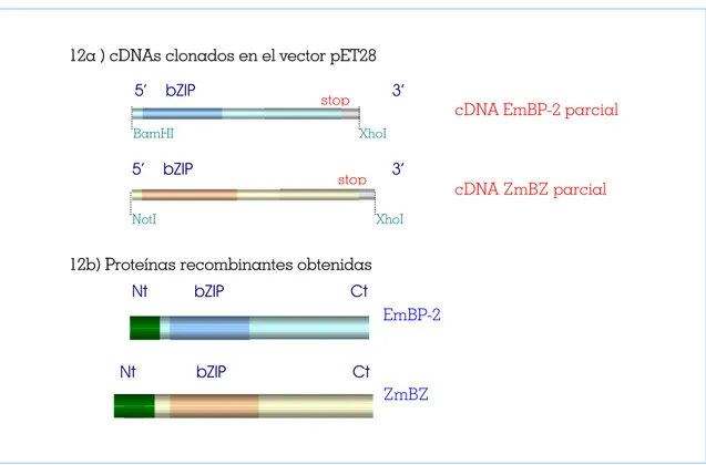 Figura 12.  Representación esquemática de las construcciones generadas para la sobreexpresión de las proteínas (figura 12a) y de las proteínas recombinantes (figura 12b)