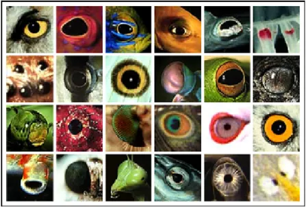 Figura 1.1 Alguns exemples que mostren la gran varietat de tipus d’ulls que trobem en el regne animal.
