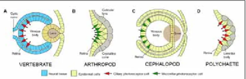 Figura 1.3 Il·lustració simplificada de quatres tipus d’ulls on es representen els diferents orígens embriològics  (epidèrmic i nerviós) i els dos tipus de cèl·lules fotoreceptores (ciliats i rabdomèriques)