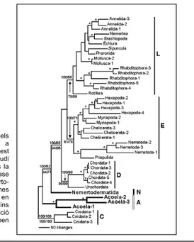 Figura 2.1 Arbre filogenètic dels  organismes Bilaterals utilitzant com a  outgroup els cnidaris (Radiata)(C)