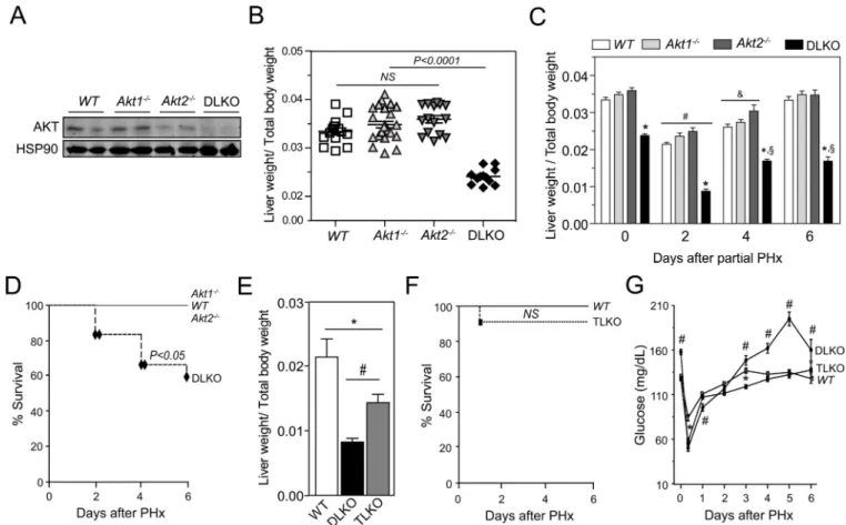 Figure 1. FoxO1 genetic deletion rescue the impaired liver regeneration and increased mortality  observed in DLKO mice showed after PH