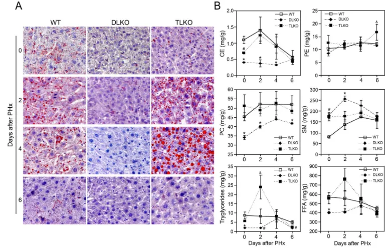 Figure 5. Genetic ablation of FoxO1 in Akt deficient livers restored lipid droplet formation and  nearly normalized the hepatic lipidome after partial hepatectomy