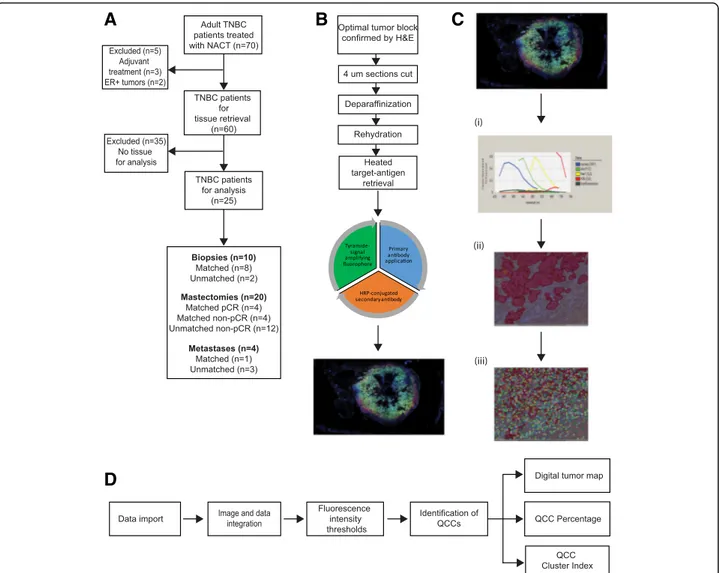 Fig. 1 Detailed workflow for AKT1 low quiescent cancer cell (QCC) identification using tyramide signal amplified immunofluorescence (TSA-IF) automated microscopy coupled with computational image analysis