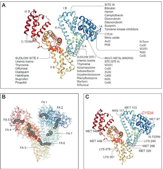 figure 3  Endogenous and exogenous binding sites in the albumin molecule. Many of the physiological functions of human serum albumin rely on  its ability to reversibly bind to an extremely wide range of ligands to increase their solubility in plasma, to tr