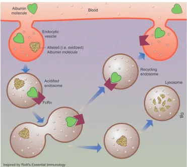 figure 5  Effect of long- term albumin treatment on serum albumin concentration and inflammatory cytokines