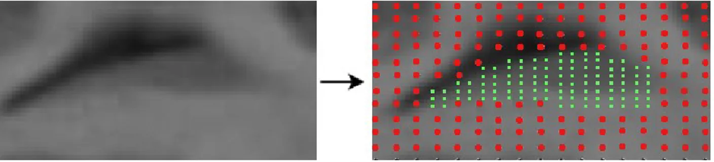 Figura 16)Representación visual aproximada del proceso de subsampling. Píxel de muestra 'fondo'(rojo), píxel de  muestra 'caudado' (verde).