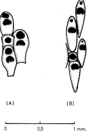 FIG. 4.  -  Dibujo  esquemático  de  fragmentos  de  zoarios  de  Cellaria 