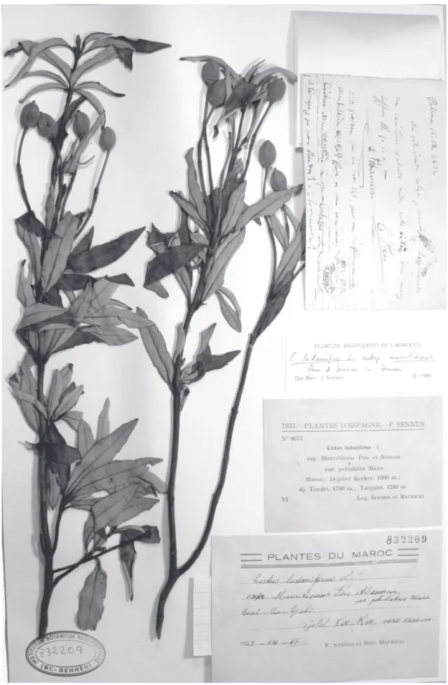 Figura 1. Lectótipo de Cistus ladanifer L. subsp. mauritianus Pau &amp; Sennen in Sennen (BC-Sennen