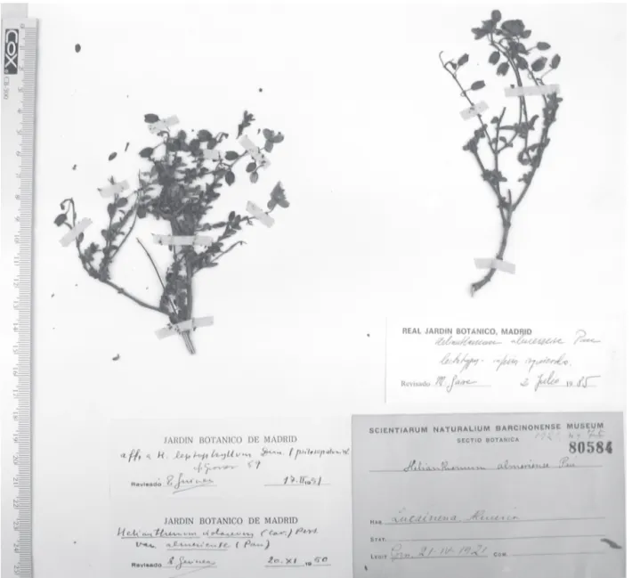 Figura 2. Lectótipo de Helianthemum almeriense Pau (MA 80584): dos de los cuatro fragmentos de planta