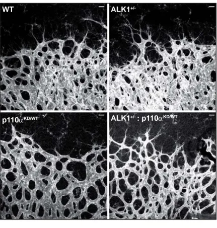 Figure 6 WT ALK1  +/-p110 α KD/WT ALK1 +/-  : p110 α KD/WTA 3015 0Vessel width (µm)  WT ALK1  +/-p1 10 α KD/WT ALK1 +/-  : p1 10 α KD/WT****** 30 15 0Vessel width (µm)  WT ALK1  +/-WT ALK1 +/-**WTWTALK1+/-ALK1+/-VehicleVehiclePI3KiPI3KiBCE*P0P6 (6:00pm)P7 