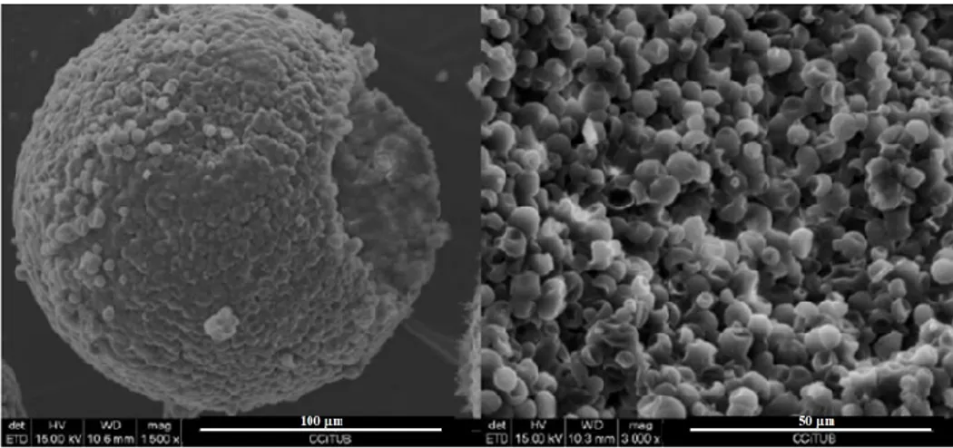 Figure 1. Scanning electron microscopy (SEM) micrographs of mPCM after six weeks in contact with 