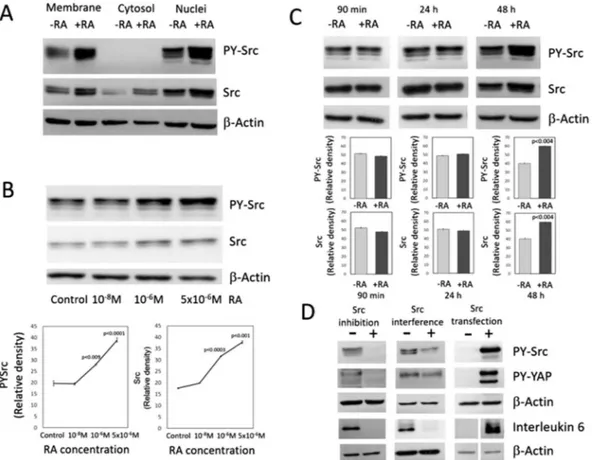 Figure 2.  Effect of RA on Src activity and Src expression and consequences of Src inhibition, Src interference,  and Src transfection on the Src-YAP-IL6 axis