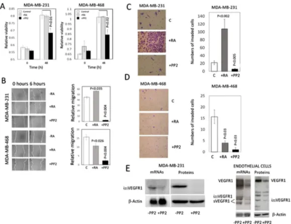 Figure 3.  Effect of retinoic acid and the Src inhibitor PP2 on viability, migration, and invasiveness of  MDA-MB-231 and MDA-MB-468 breast cancer cells in vitro