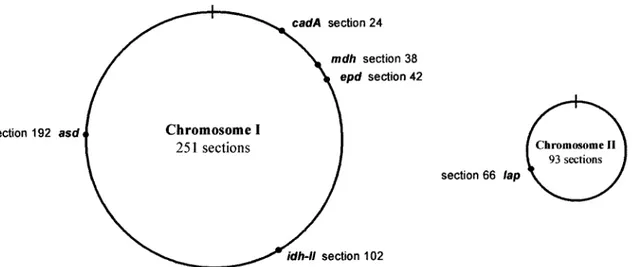 FIG. 1. Circular representation of the two chromosomes, I (large) and II (small), of V