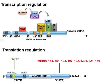 Figure  1.  ADAM10  (a  disintegrin  and  metalloproteinase  10)  regulation  at  transcriptional  and 