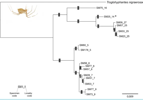 Figure 2 Phylogenetic tree of Troglohyphantes. Topology obtained in the concatenated Bayesian analysis for Troglohyphantes vignai