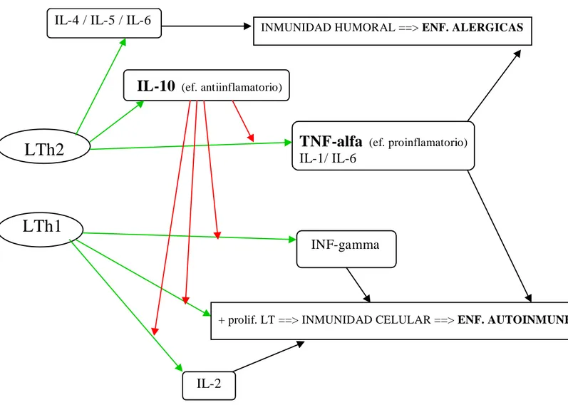 Figura 2 :  esquema de las principales funciones de las interleucinas relacionadas con la  etiopatogenia de la autoinmunidad