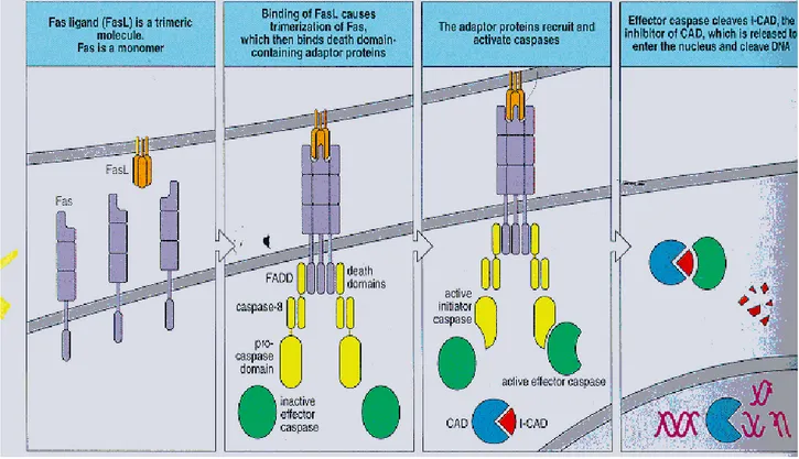 Figura 3: Mecanismo de acción de Fas. Se puede observar el receptor Fas (rFas,  proteína transmembrana), estimulado por la unión del Fas ligando (LFas), lo que  activa el sistema de caspasas, concluyendo en la activación de la endonuclesa (CAD)  encargada 