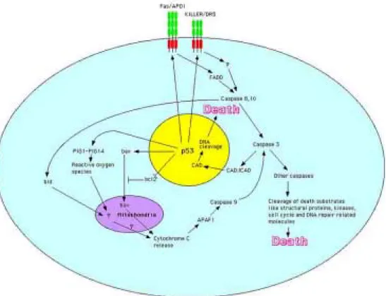 Figura 6: Interrelación entre los distintos oncogenes.