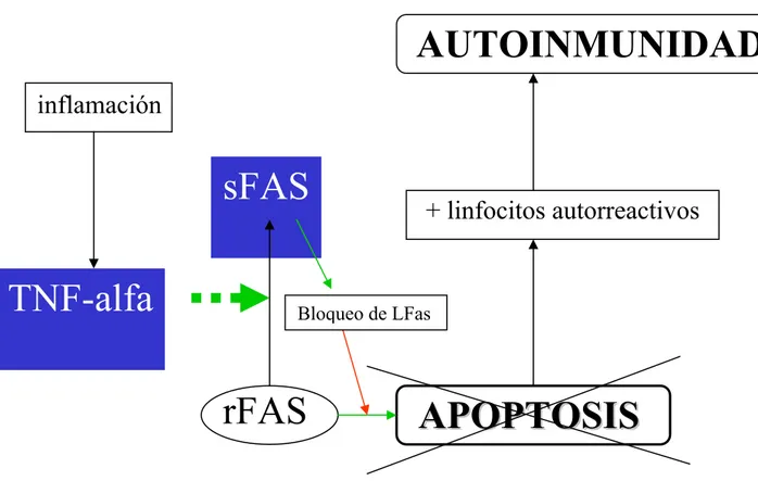 Figura 7: relación de sFas y TNF-alfa con la apoptosis de los linfocitos  autorreactivos en el LES  AA P P O O P P T T O O S S I I S SrFASsFASTNF-alfa + linfocitos autorreactivos AUTOINMUNIDADinflamación Bloqueo de LFas