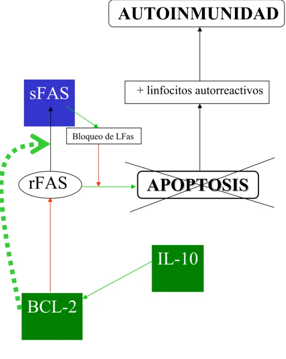 Figura 8: relación de bcl-2 y IL-10 con la apoptosis en el LES. 