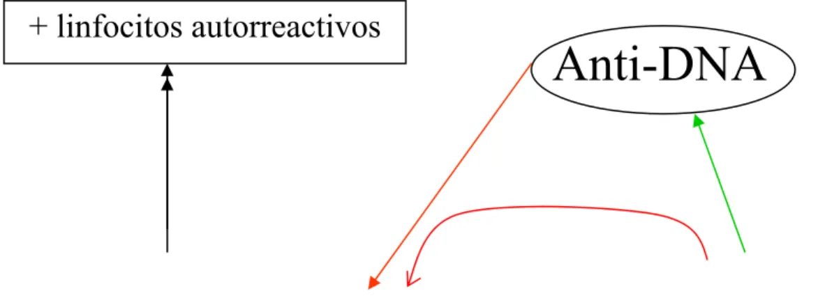 Figura 9: Relación de p53 con la apoptosis de los linfocitos autorreactivos en el 