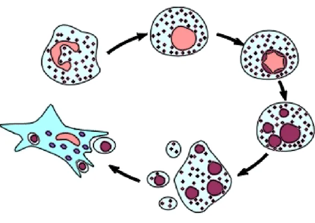 Figura 1: Descripción del proceso de apoptosis. 