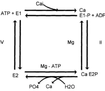 Figura 1. Ciclo de reacción de la ATPasa ca=-dependrente. El ciclo comienza en el extremo superior izquierdo y sigue el sentido horario