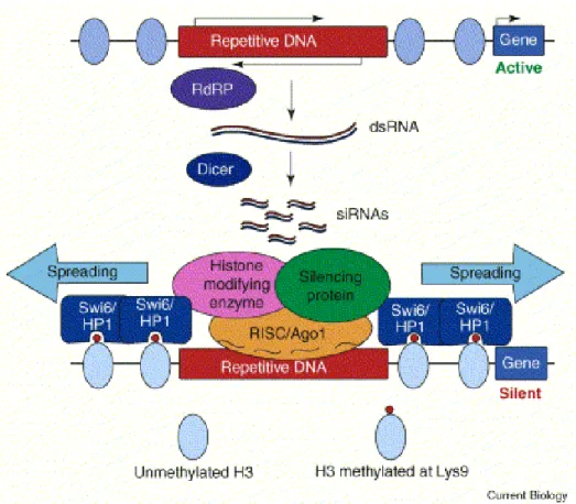 Figura 15. Model d’inici de l’heterocromatització a través de la formació de l’ARNi. L’ARN de doble cadena (dsRNA) es forma a partir de les seqüències repetides, com a conseqüència de l’activitat polimerasa d’ARN dependent ARN  (RdRP)