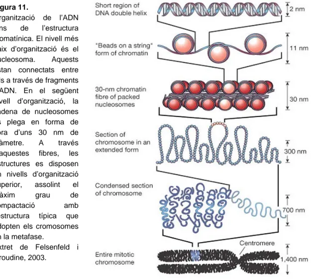 Figura 11.  Organització de l’ADN dins de l’estructura cromatínica. El nivell més baix d’organització és el nucleosoma