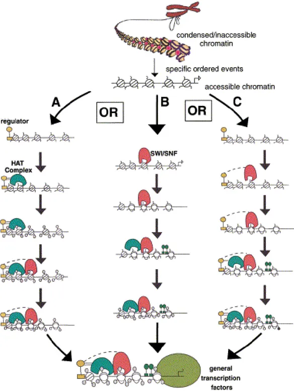 Figura 13. Diferents models en els quals poden actuar els complexos remodeladors i reguladors de cromatina