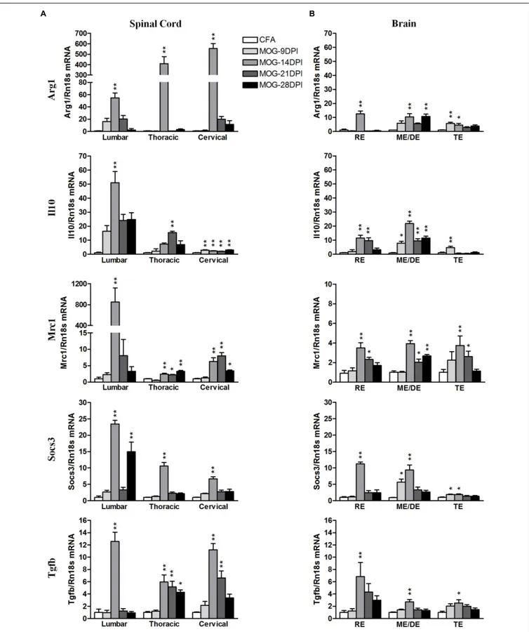 FIGURE 6 | Time-course expression of anti-inflammatory genes in EAE. The mRNAs of anti-inflammatory genes Arg1, Il10, Mrc1, Socs3, and Tgfb were evaluated in the spinal cord (A) and brain (B) by qRT-PCR during EAE