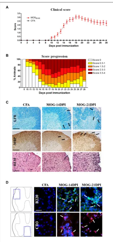 FIGURE 1 | The experimental autoimmune encephalomyelitis (EAE) model in C57BL/6J mice