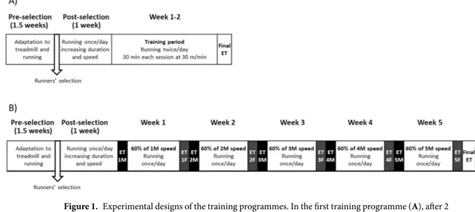 Figure 1.  Experimental designs of the training programmes. In the first training programme (A), after 2  weeks of short intensive training (weeks 1 and 2), animals ran a final exhaustion test